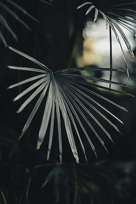 Focused Foloage Indoor/Outdoor Print