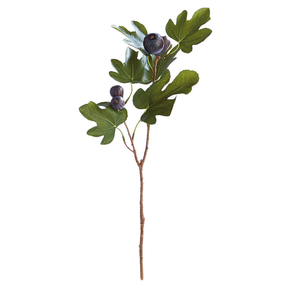 Fig Stem With Figs