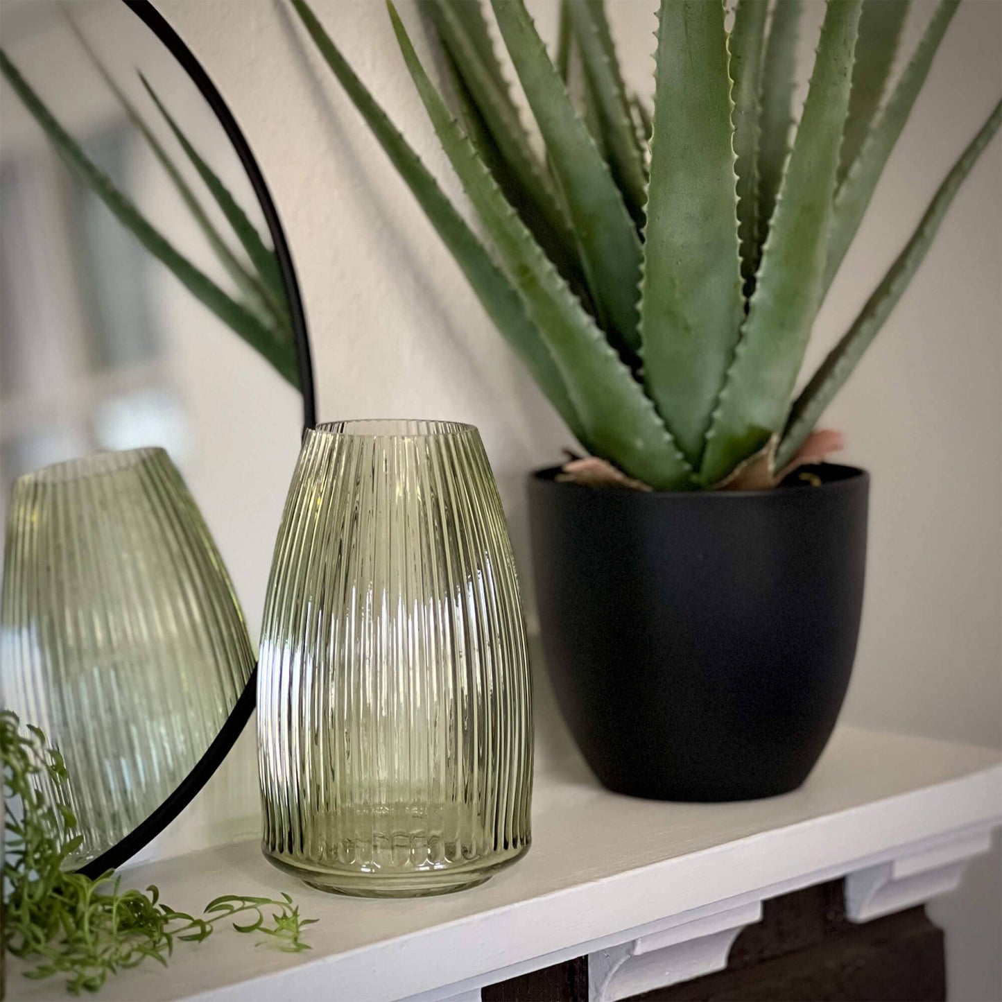 Potted Aloe Plant