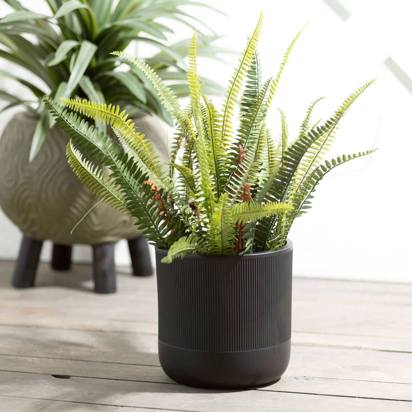Potted Fern
