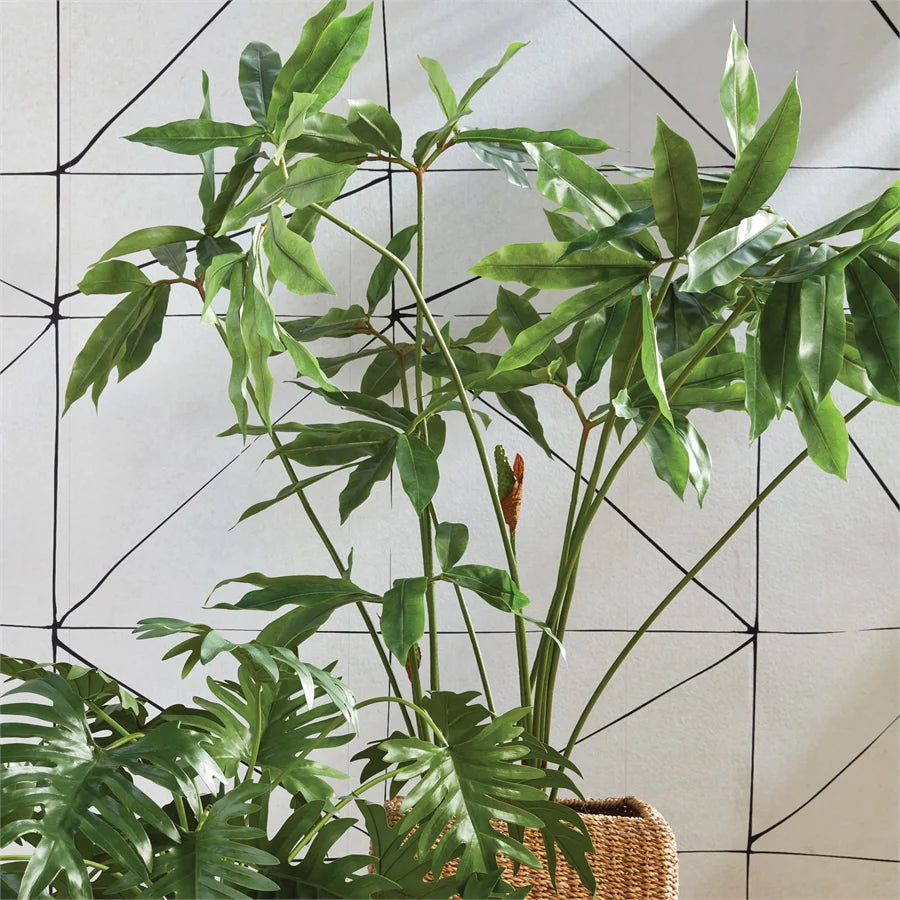 Arisaema Tree