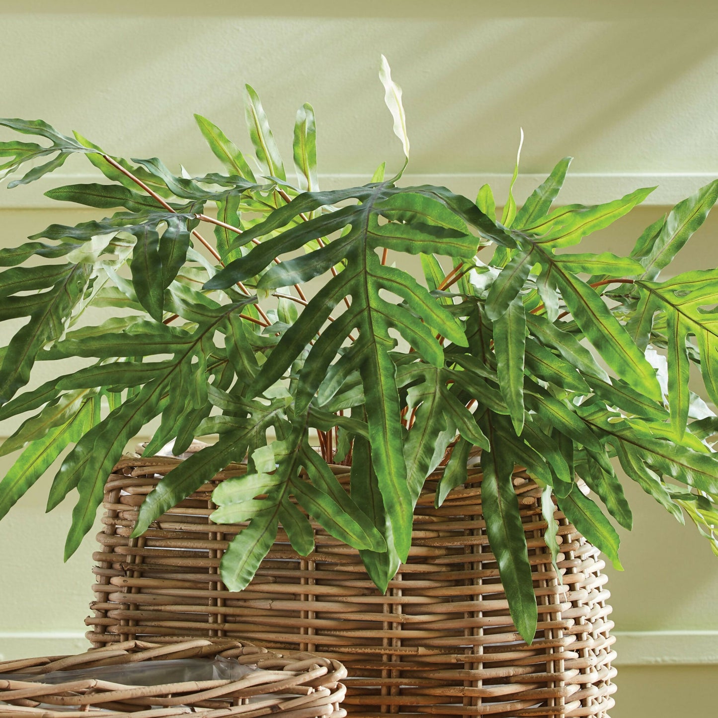 Hare's Foot Fern