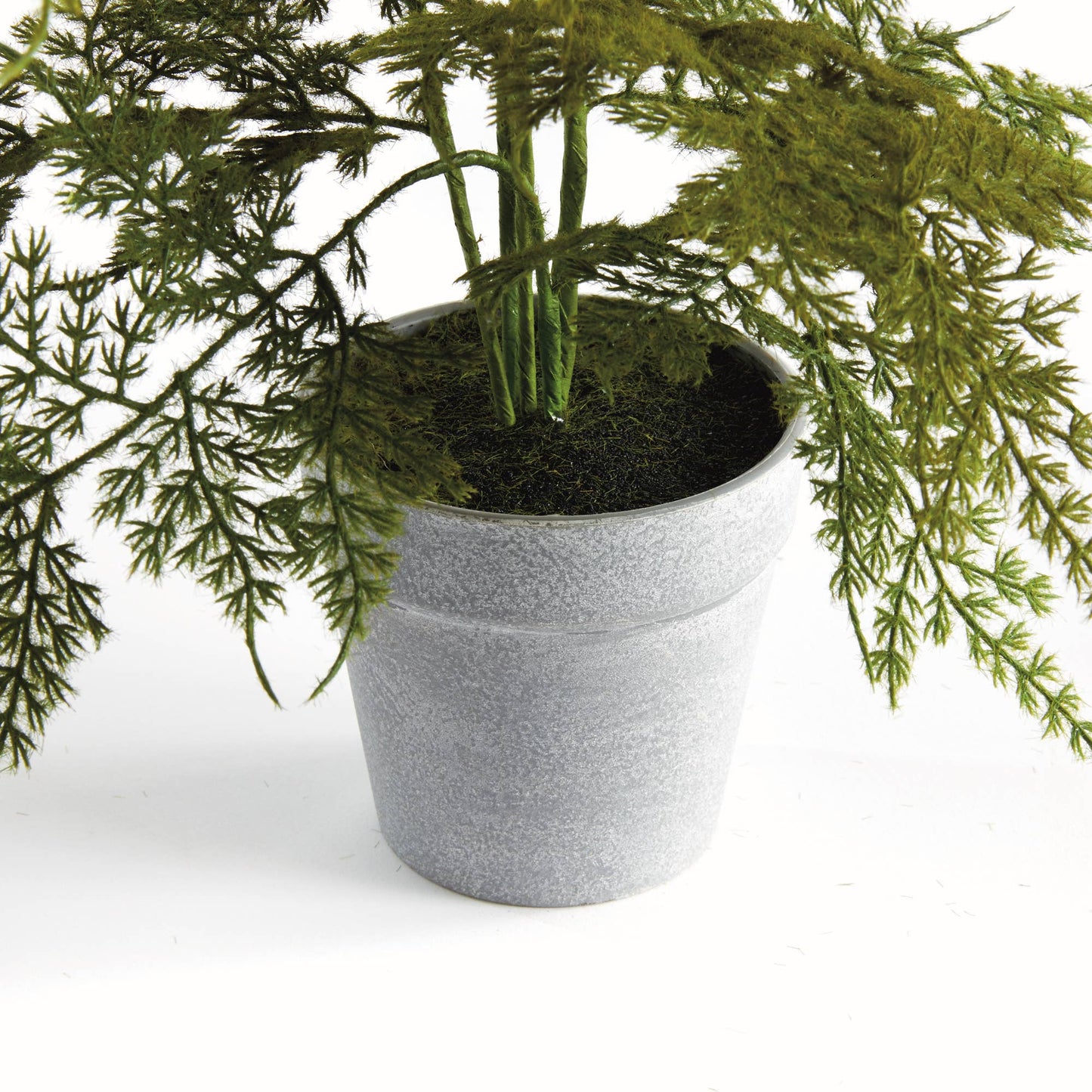 Plumosa Fern