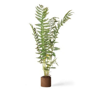 Sword Fern