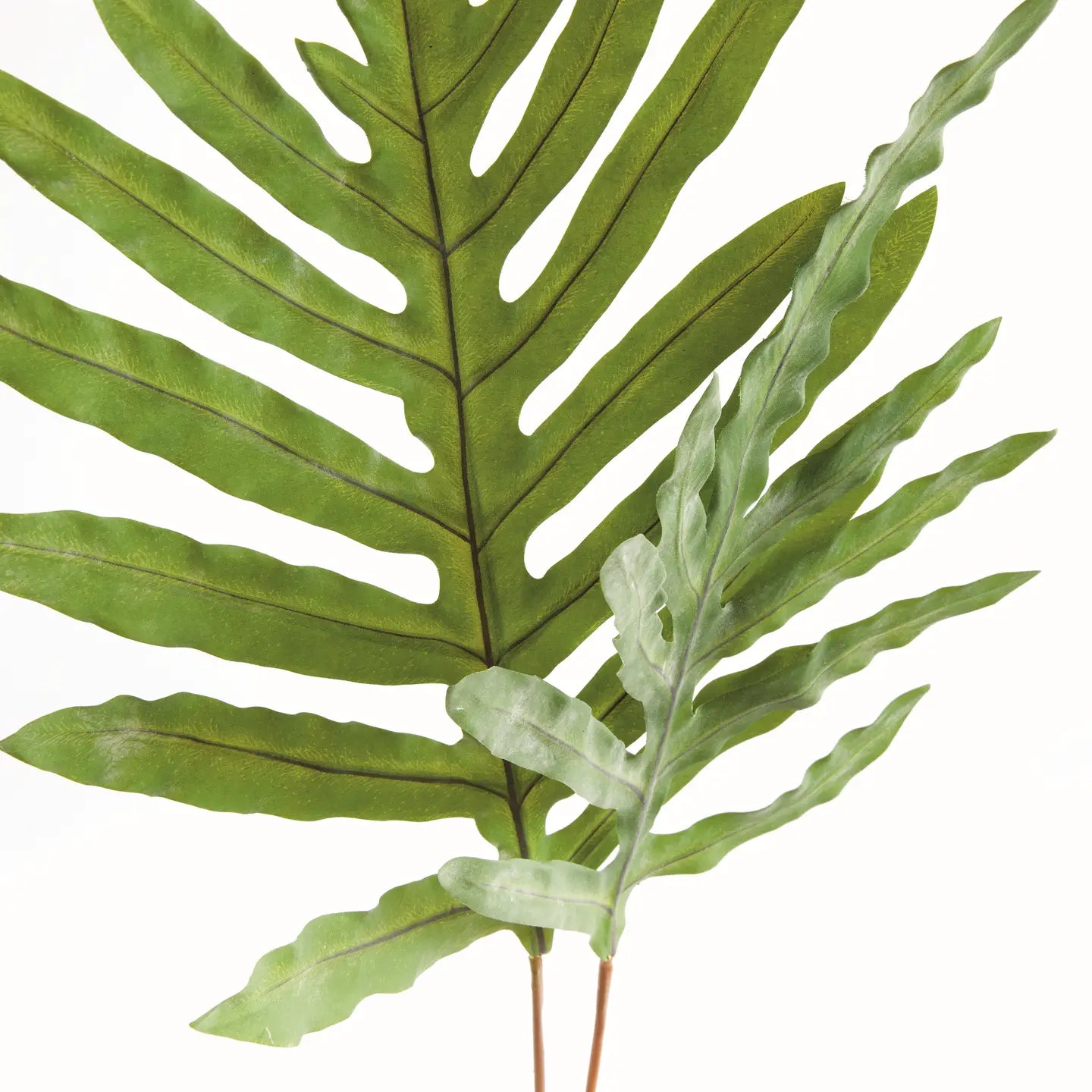 Hare's Foot Branches 34" Bundle of 2