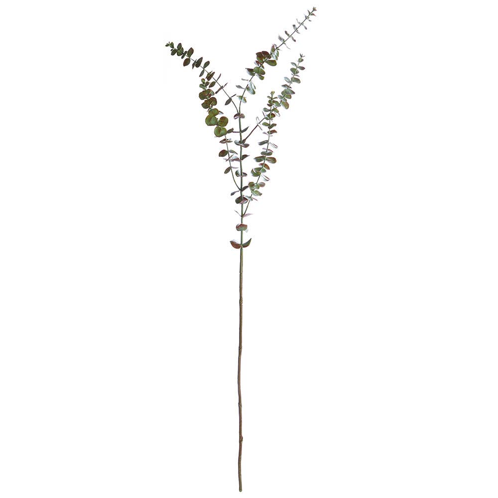 Eucalyptus Branch