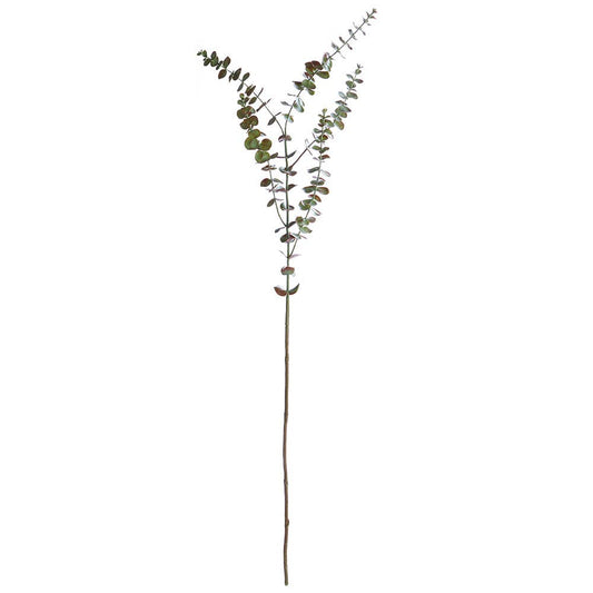 Eucalyptus Branch