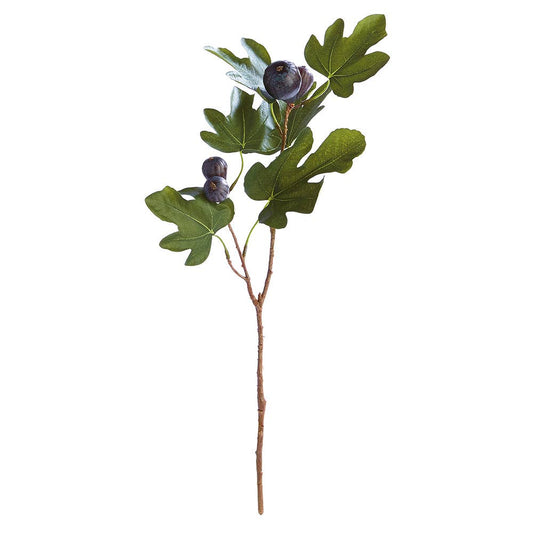 Fig Stem With Figs