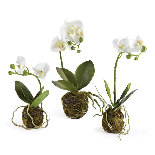 Phalaenopsis Orchid Drop-Ins, Set Of 3