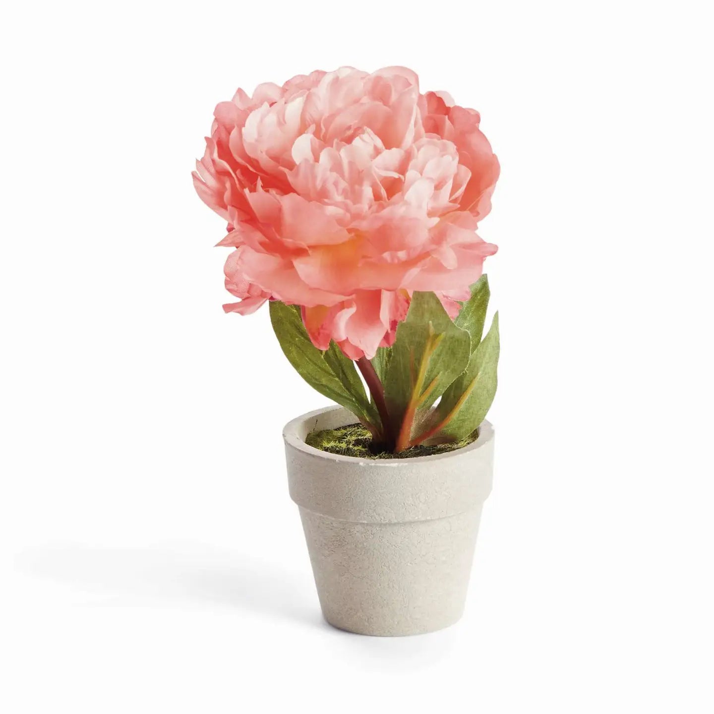 Mini Peony Potted 6.5" Coral