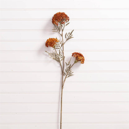 Ozothamnus Faux