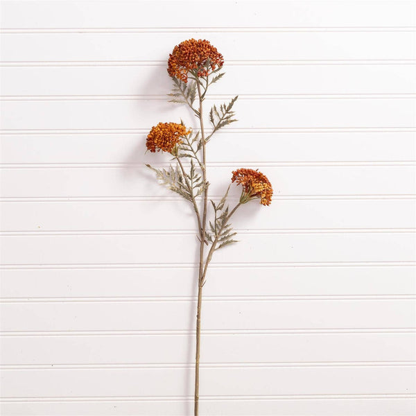 Ozothamnus Faux