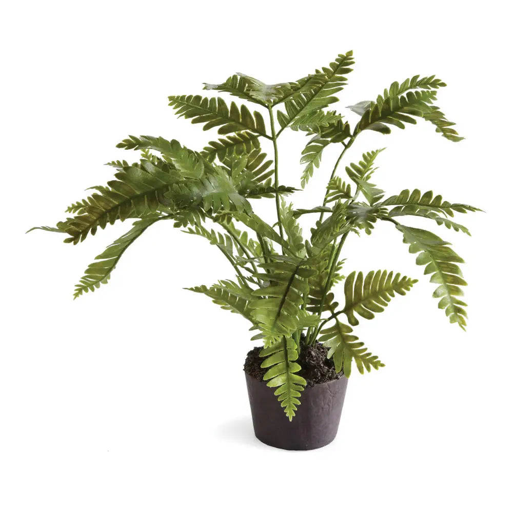 Lady Fern Drop-in 8.5"