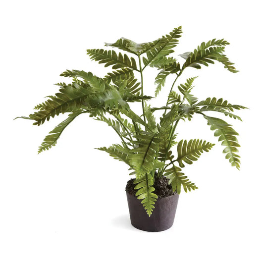 Lady Fern Drop-in 8.5"
