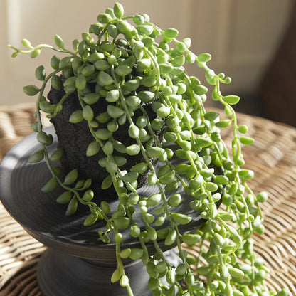 String of Pearls