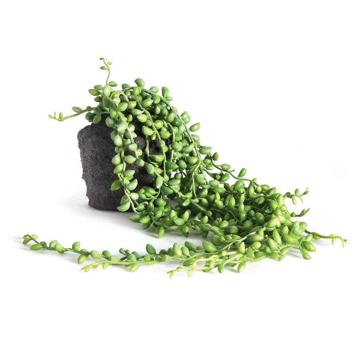 String of Pearls