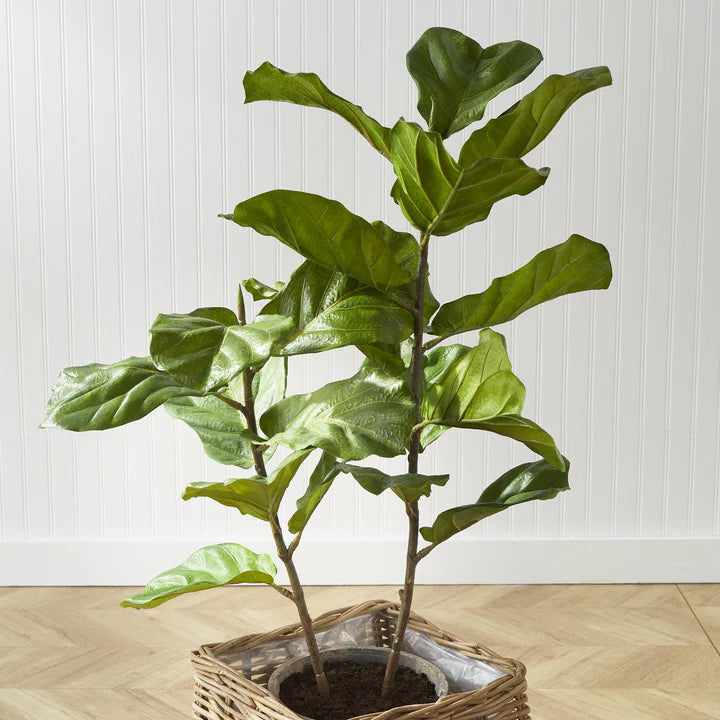 Fiddle Leaf Fig Potted