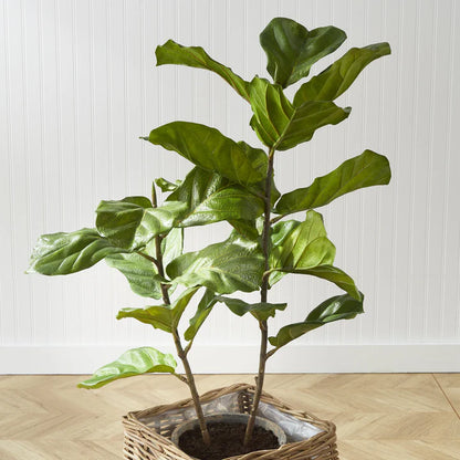 Fiddle Leaf Fig Potted