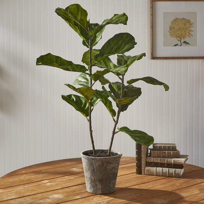 Fiddle Leaf Fig Potted
