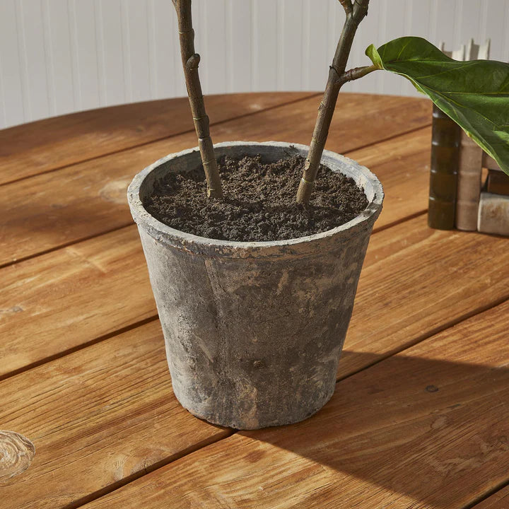 Fiddle Leaf Fig Potted