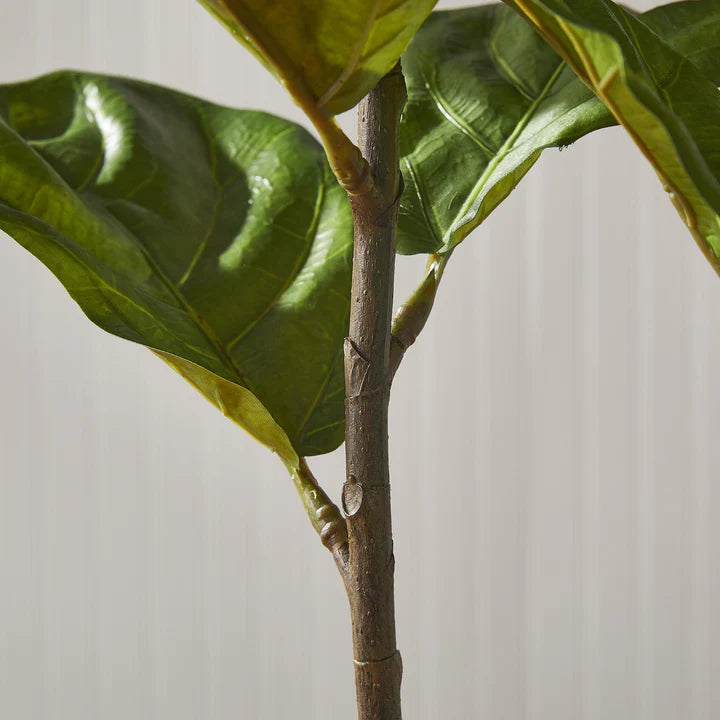 Fiddle Leaf Fig Potted