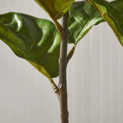 Fiddle Leaf Fig Potted