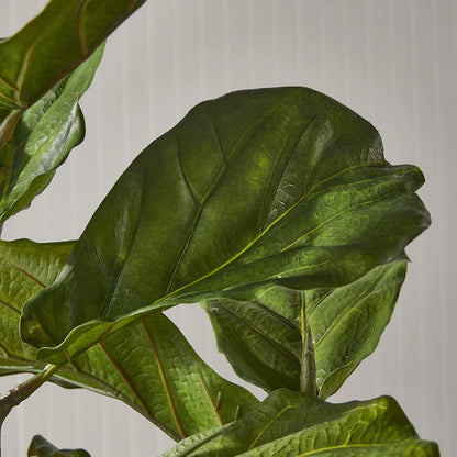 Fiddle Leaf Fig Potted