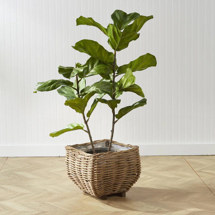 Fiddle Leaf Fig Potted