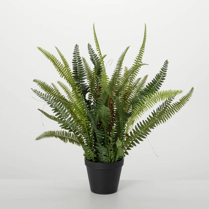 Potted Fern