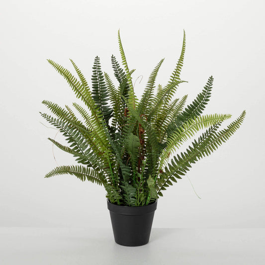 Potted Fern