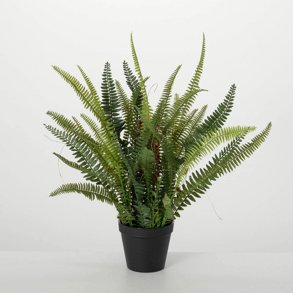Potted Fern