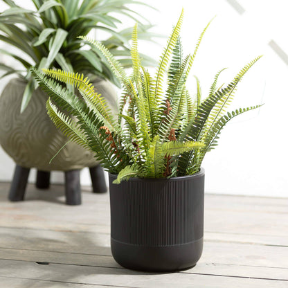 Potted Fern