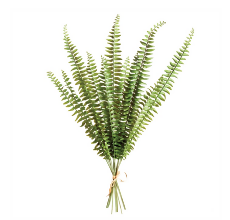 Boston Fern Stems