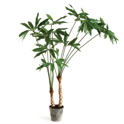 Arisaema Tree