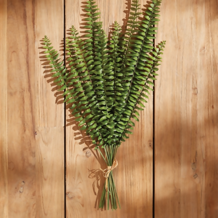 Boston Fern Stems