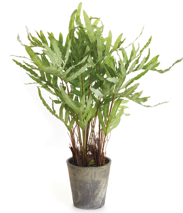 Hare's Foot Fern