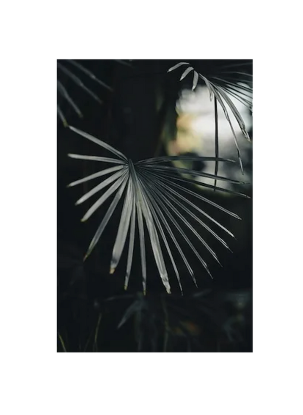 Focused Foloage Indoor/Outdoor Print