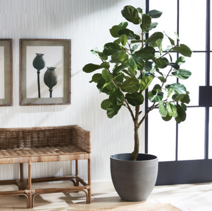 Fiddle Fig Tree