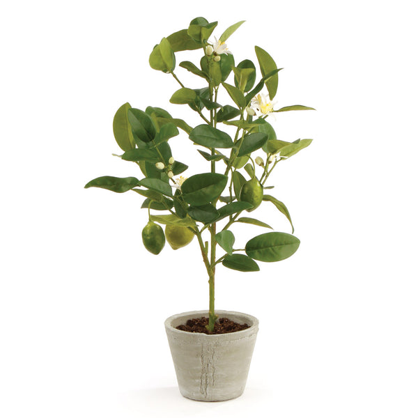Potted Lemon Topiary