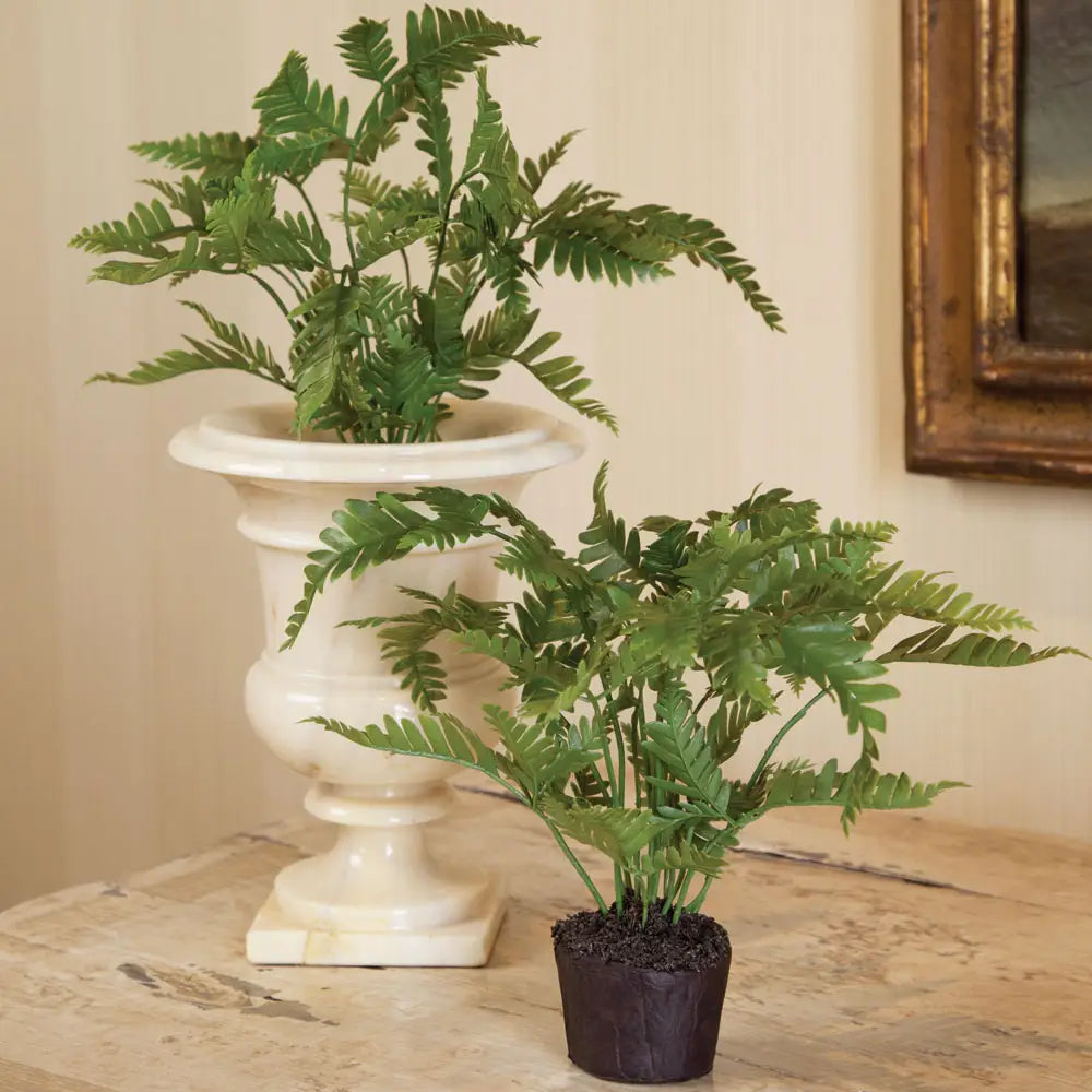 Lady Fern Drop-in 8.5"