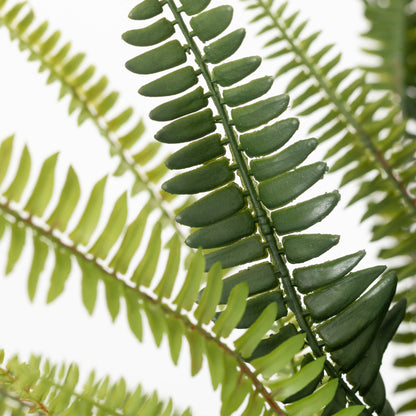 Potted Fern