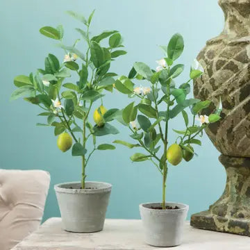 Potted Lemon Topiary