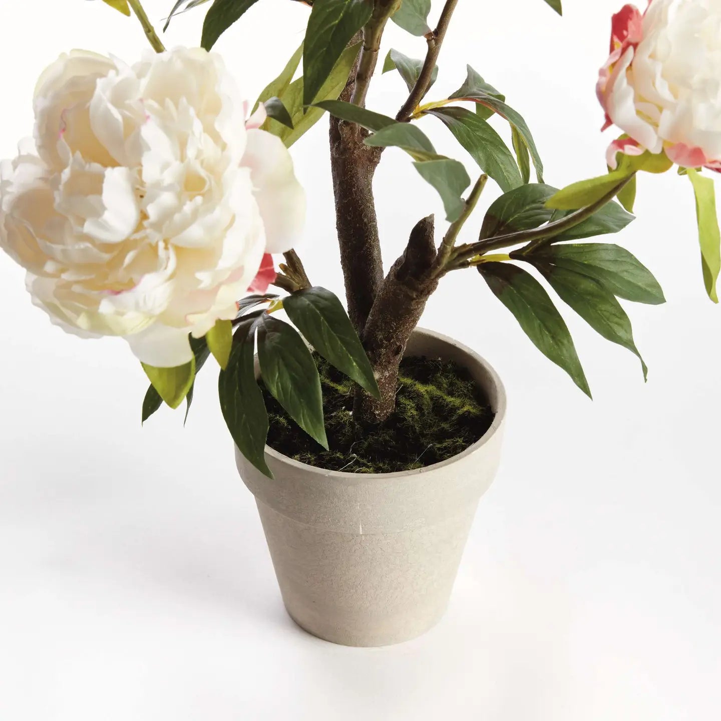 Peony Potted Drop-In 18" -Cream