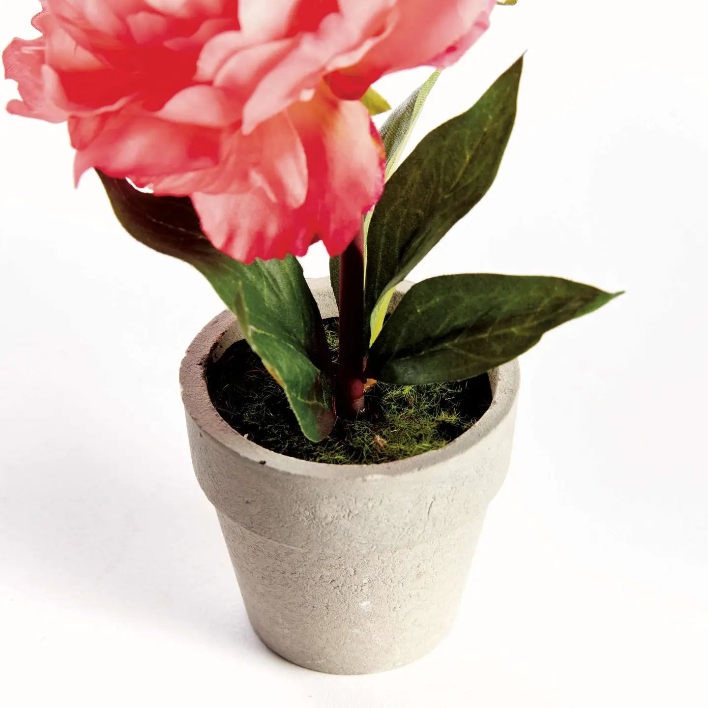 Mini Peony Potted 6.5" Coral