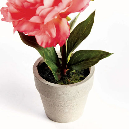 Mini Peony Potted 6.5" Coral