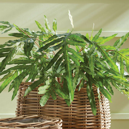 Hare's Foot Fern