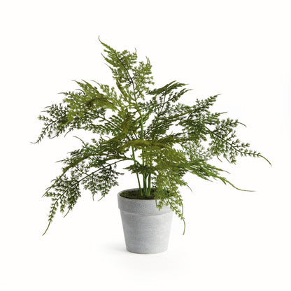 Plumosa Fern