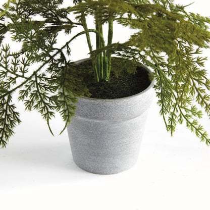 Plumosa Fern