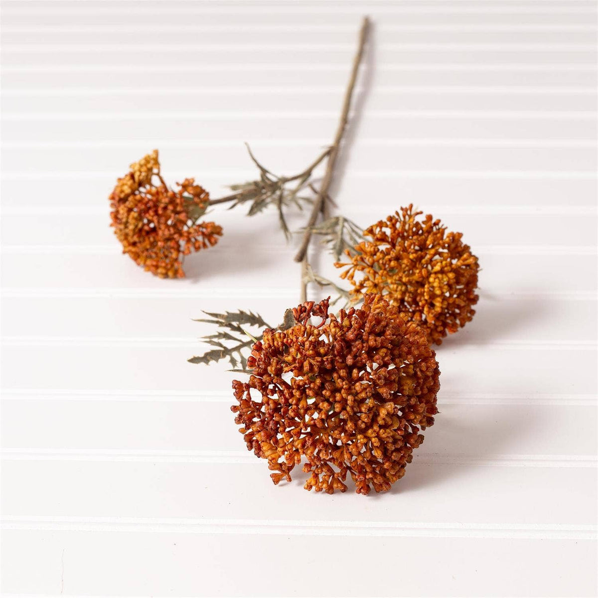 Ozothamnus Faux