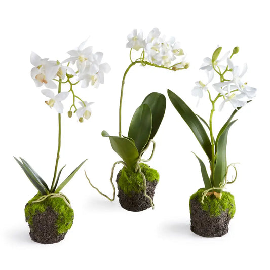 Dendrobium Orchid Drop-Ins 12